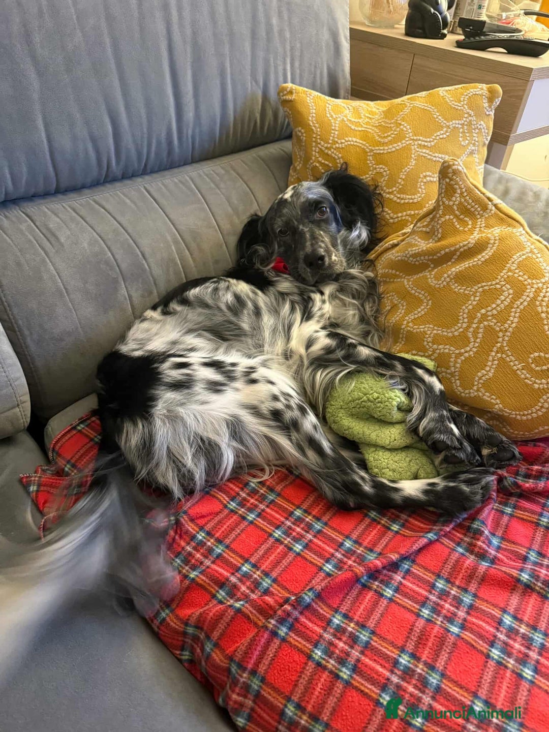 Setter Inglese cani in regalo: GINO, simpaticissimo SETTER INGLESE! - Annuncio 6