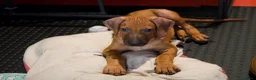 Rhodesian Ridgeback cani in vendita: Cuccioli Rhodesian Ridgeback con Pedigree ENCI - Annuncio 5