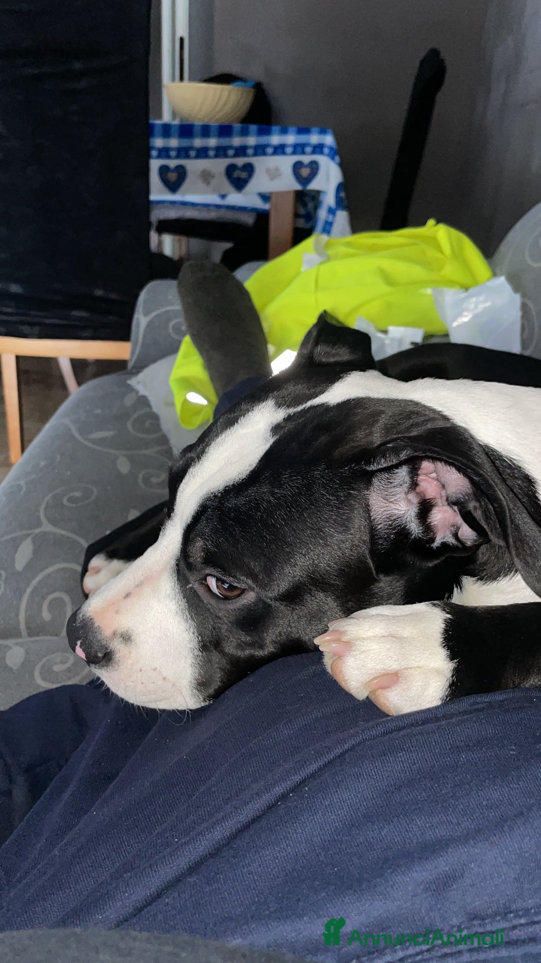 American Staffordshire cani in vendita: Splendido cucciolo Amstaff - Annuncio 7