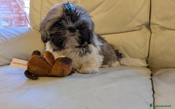Shih Tzu cani in vendita: Maschio Shitzu con pedigree  a Provincia di Brescia - Immagine 1