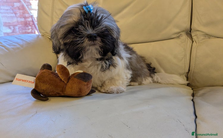 Shih Tzu cani a Provincia di Brescia - Annuncio 3