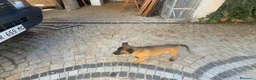 Pastore Belga cani in vendita: Femmine Pastore Belga Malinois - Annuncio 9