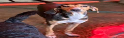 Meticcio cani in regalo: 4 CUCCIOLI simpaticissimi e coccoloni in canile! - Annuncio 2