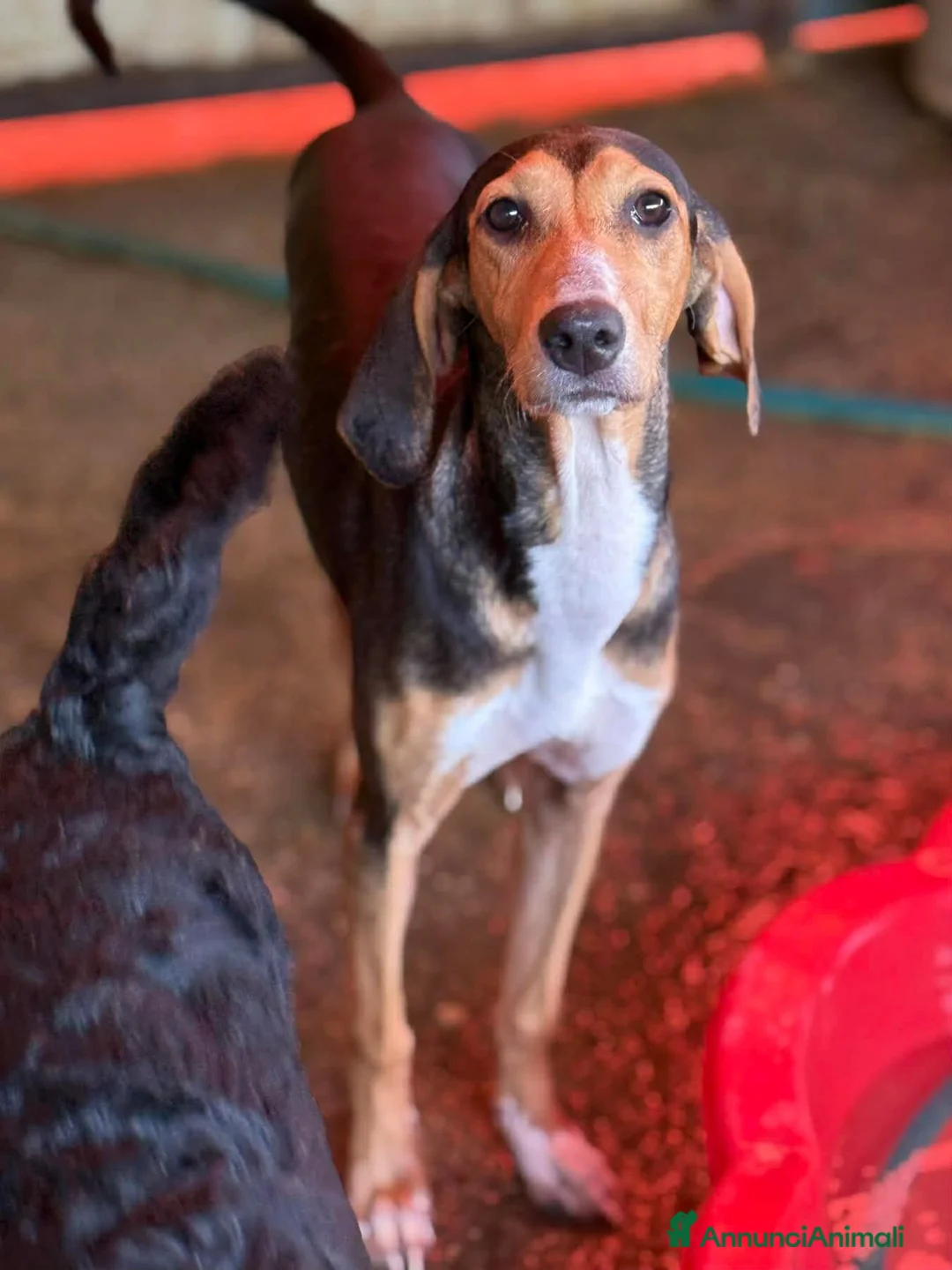 Meticcio cani in regalo: 4 CUCCIOLI simpaticissimi e coccoloni in canile! - Annuncio 2