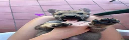 Lupo Cecoslovacco cani in vendita: Cane lupo cecoslovacco  a Città Metropolitana di Bologna - Annuncio 10