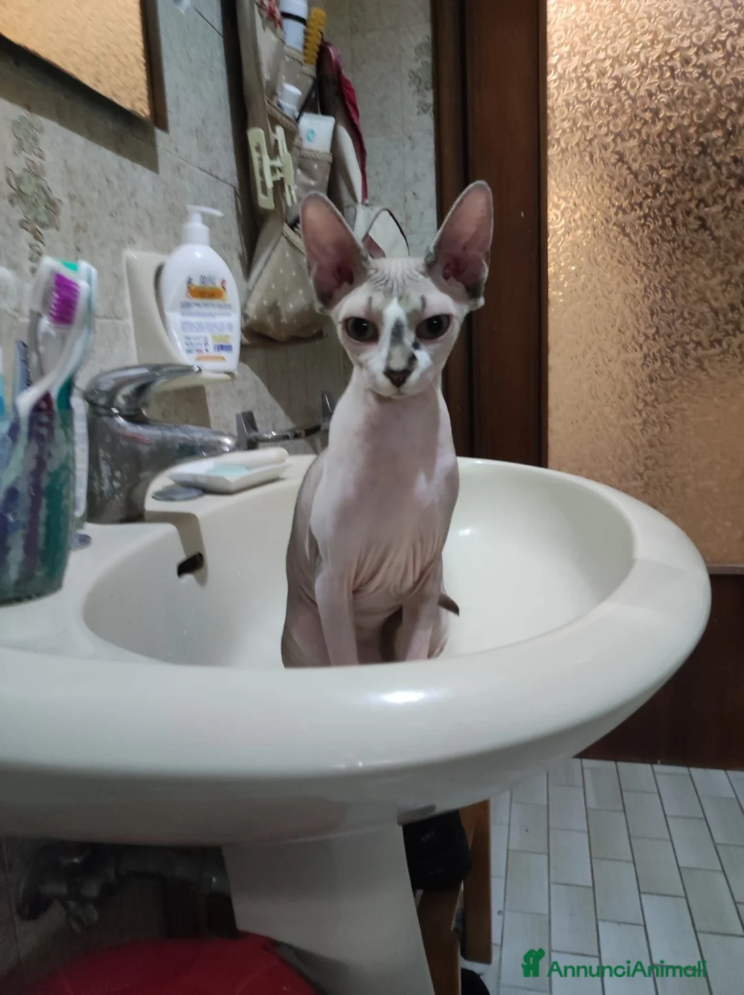 Sphynx gatti per accoppiamento: fidanzato cercasi a Provincia di Modena - Annuncio 2