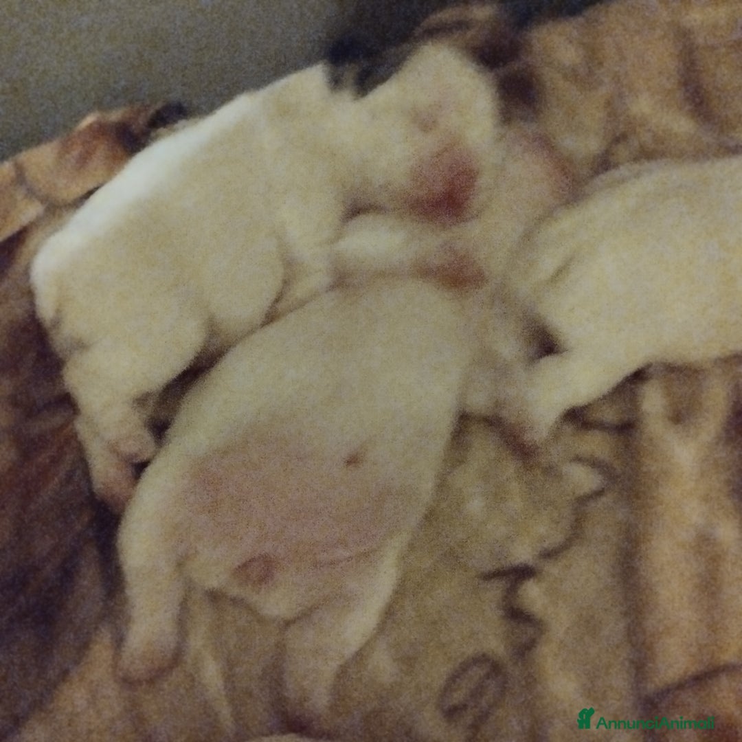 Bulldog Francese cani in vendita: Vendo - Annuncio 3