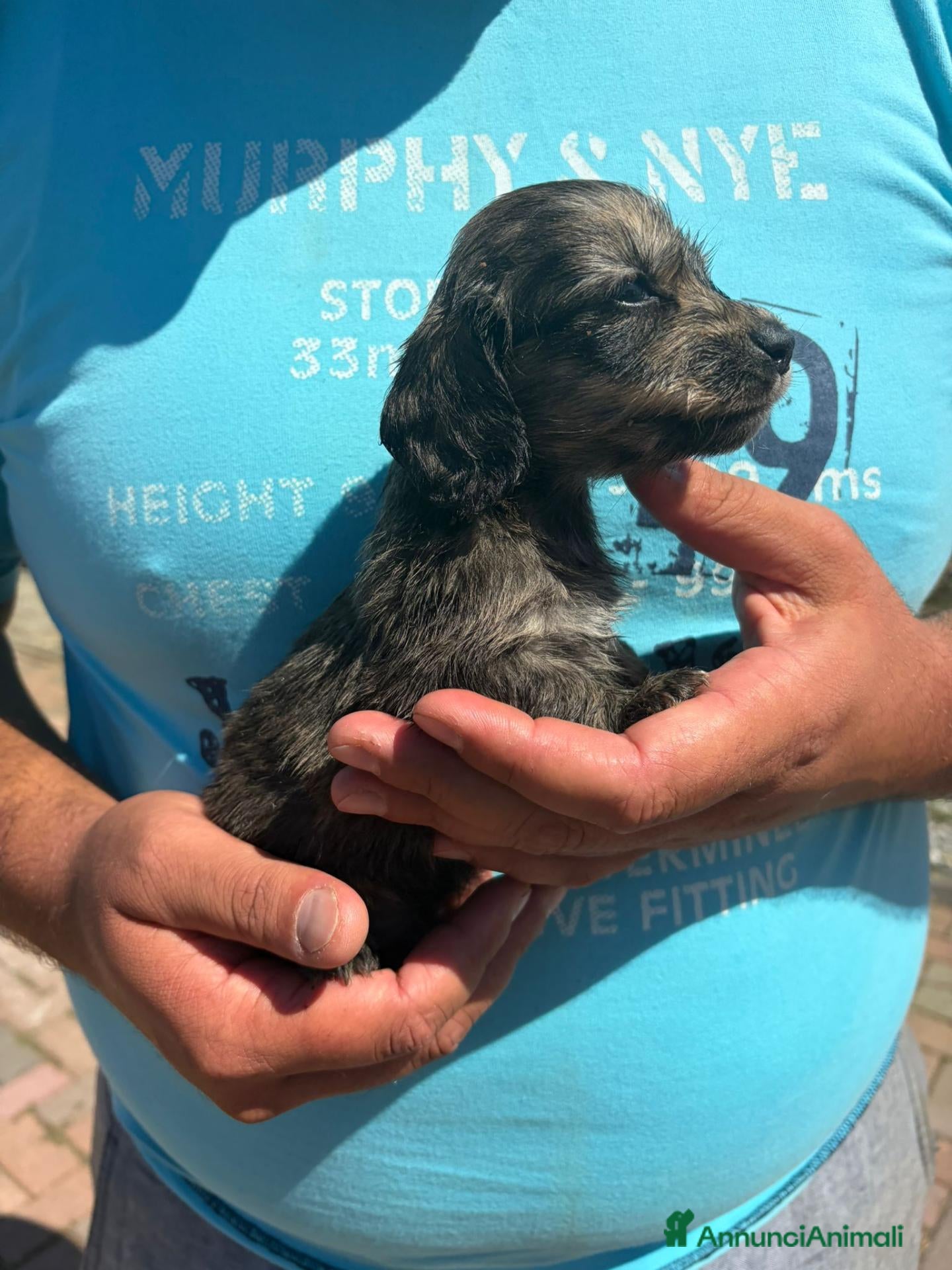 Bassotto Nano cani Bassotto pelo lungo  - Annuncio 1