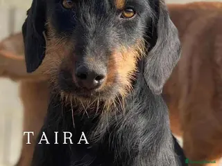 Jagdterrier cani TAIRA, dolcissima JAGD TERRIER! - Annuncio 10