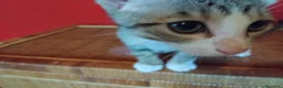 Meticcio gatti in regalo: Gattini di due mesi in regalo - Annuncio 3