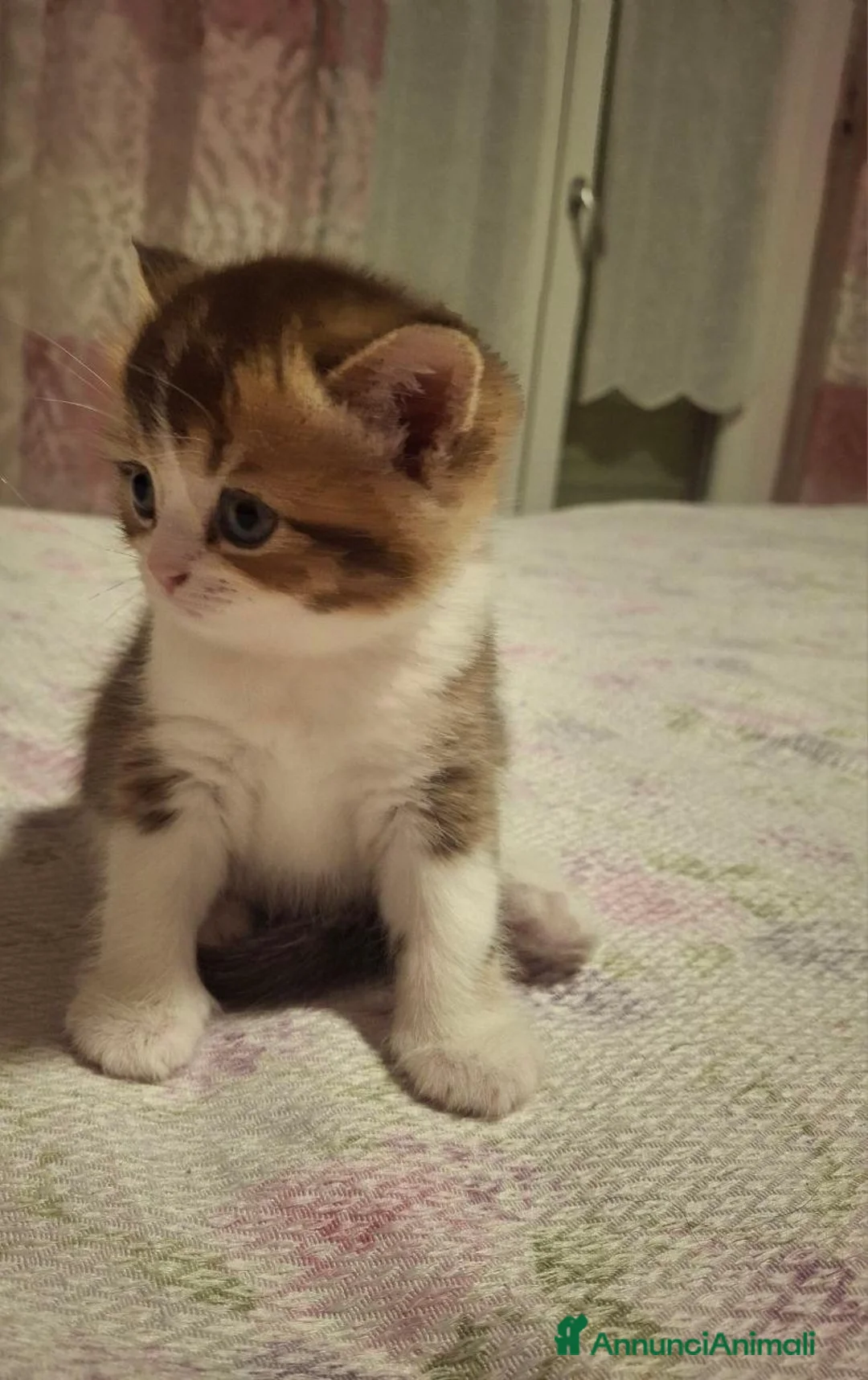 British gatti in vendita: Bellissimi Cuccioli British Shorthair  - Annuncio 2