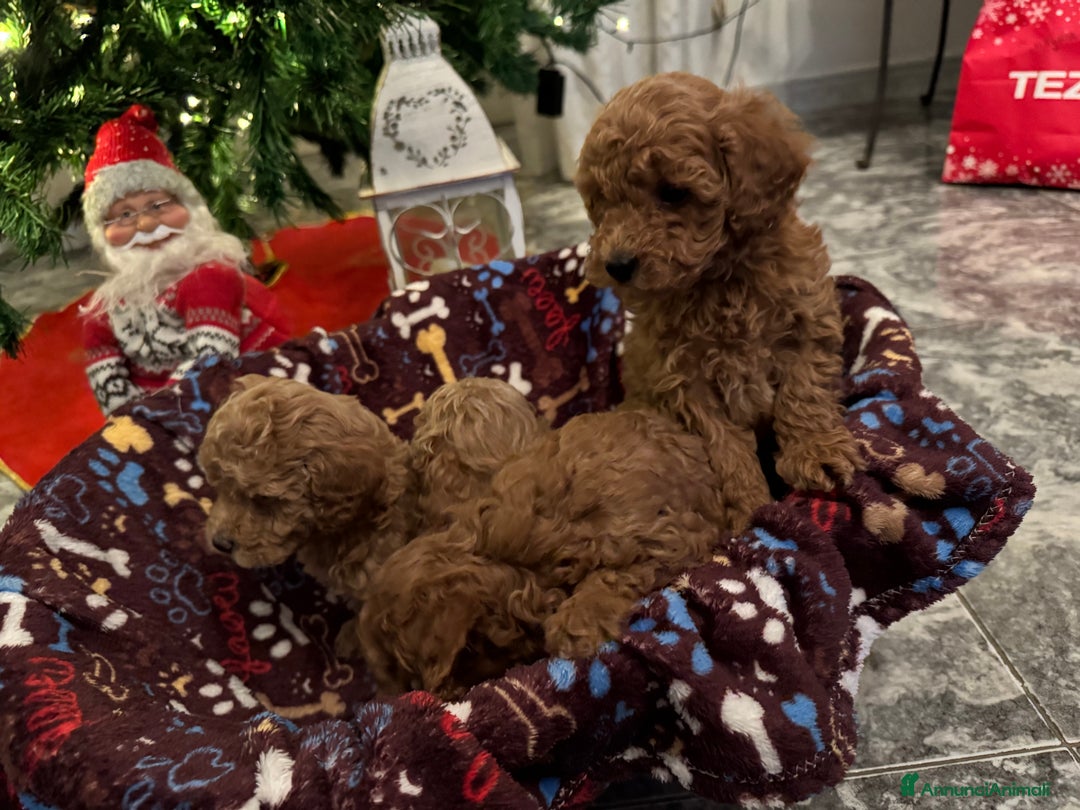 Barboncino cani in vendita: Vendita cuccioli barboncini nani - Annuncio 8