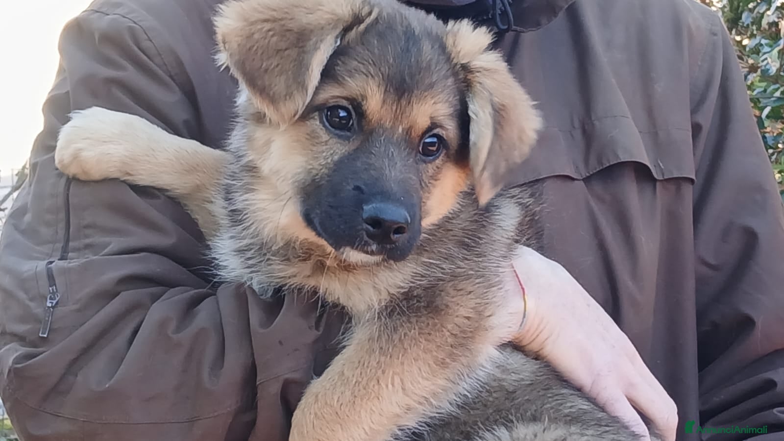 Meticcio cani LA SPLENDIDA FATA NON VUOLE STARE IN CANILE - Annuncio 19