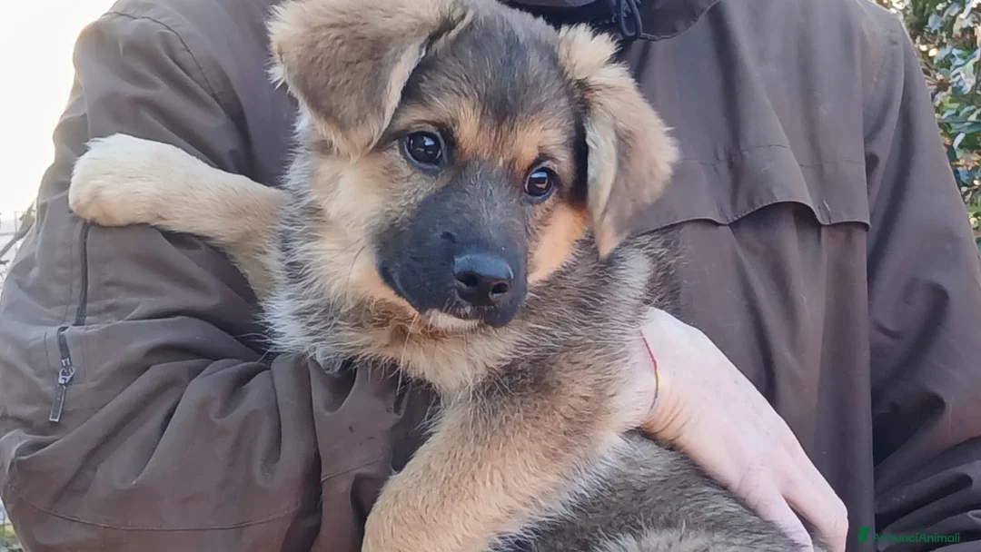 Meticcio cani in regalo: LA SPLENDIDA FATA NON VUOLE STARE IN CANILE - Annuncio 1