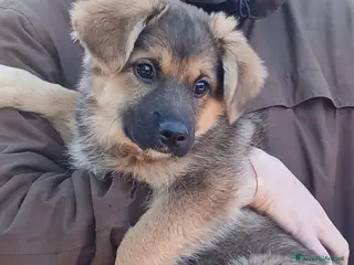 Meticcio cani LA SPLENDIDA FATA NON VUOLE STARE IN CANILE - Annuncio 19