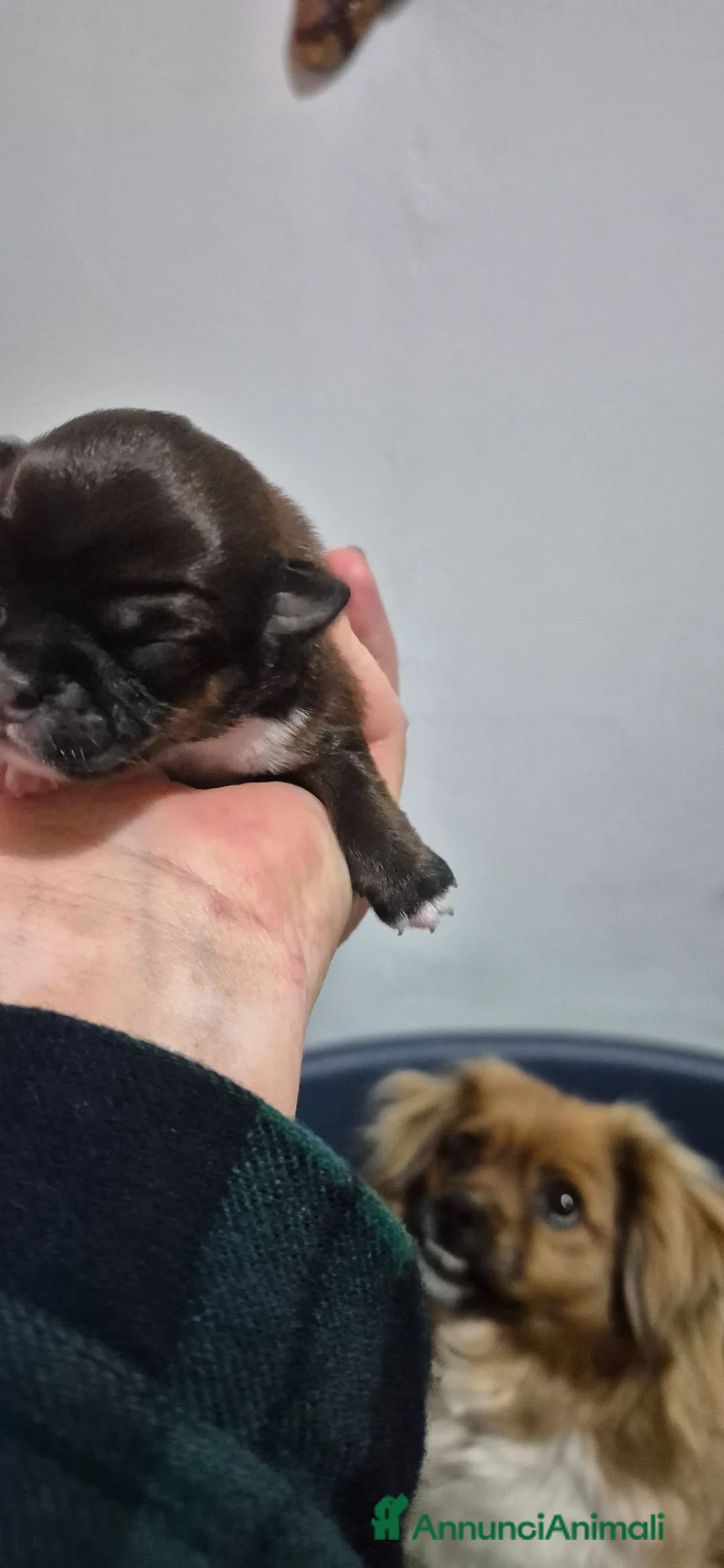 Pechinese cani in vendita:  4 Cuccioli di pechinese cercano una nuova casa. - Annuncio 2