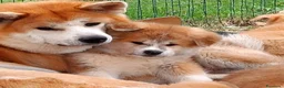 Akita Inu cani in vendita: AKITA CUCCIOLI - Allevamneto ENCI - Annuncio 4