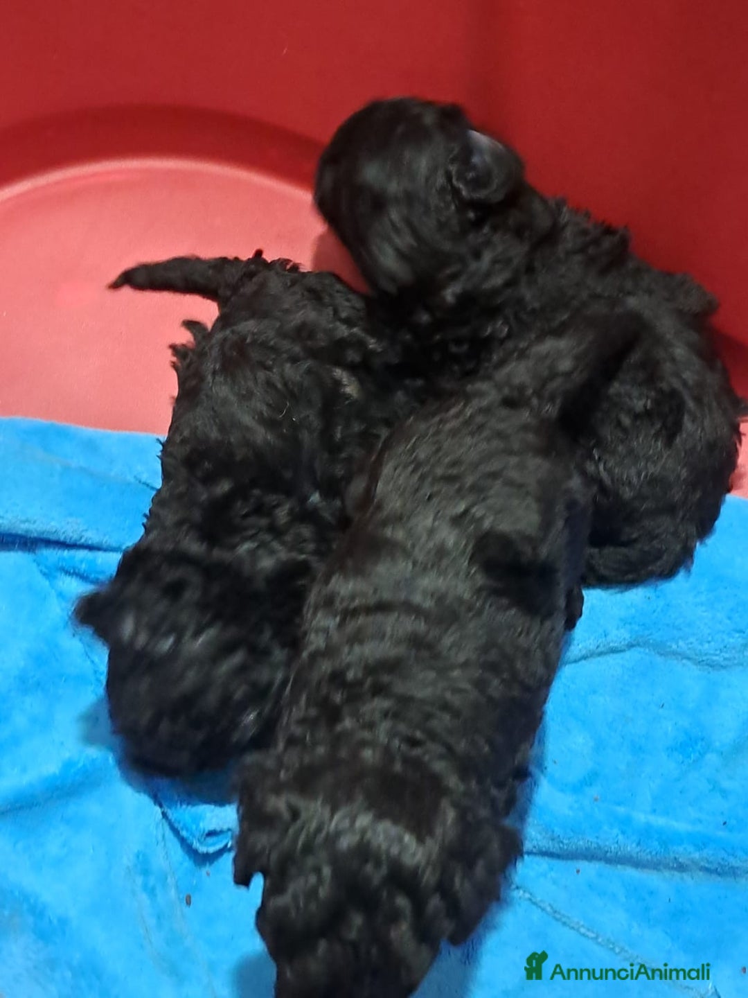 Barboncino cani in vendita: Barboncini nani  - Annuncio 6