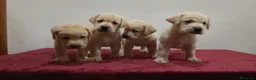 Labrador cani in vendita: Cuccioli labrador  - Annuncio 7