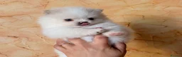 Volpino Pomerania cani in vendita: Cuccioli di Pomerania nano  - Annuncio 26