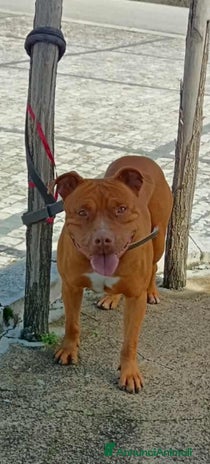 Pitbull cani - Annuncio 3
