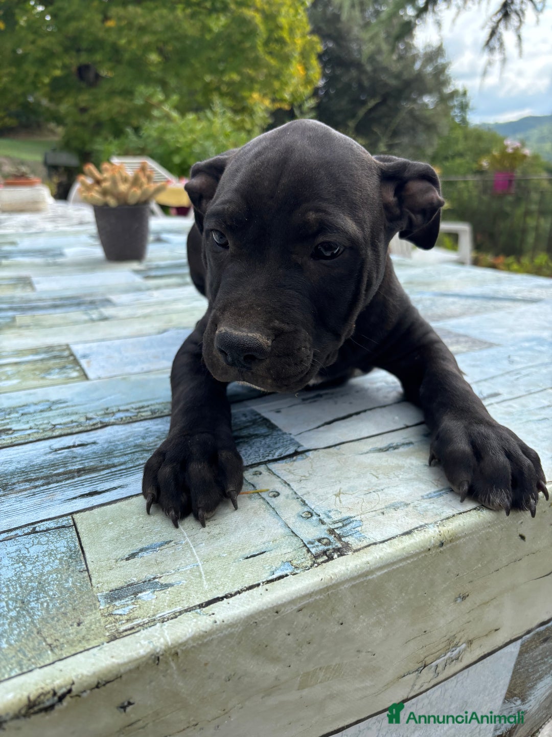 Meticcio cani in vendita: Vendita Cuccioli - Immagine 4