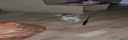 Europeo gatti in regalo: Regalo gattini  a Provincia di Bergamo - Annuncio 2