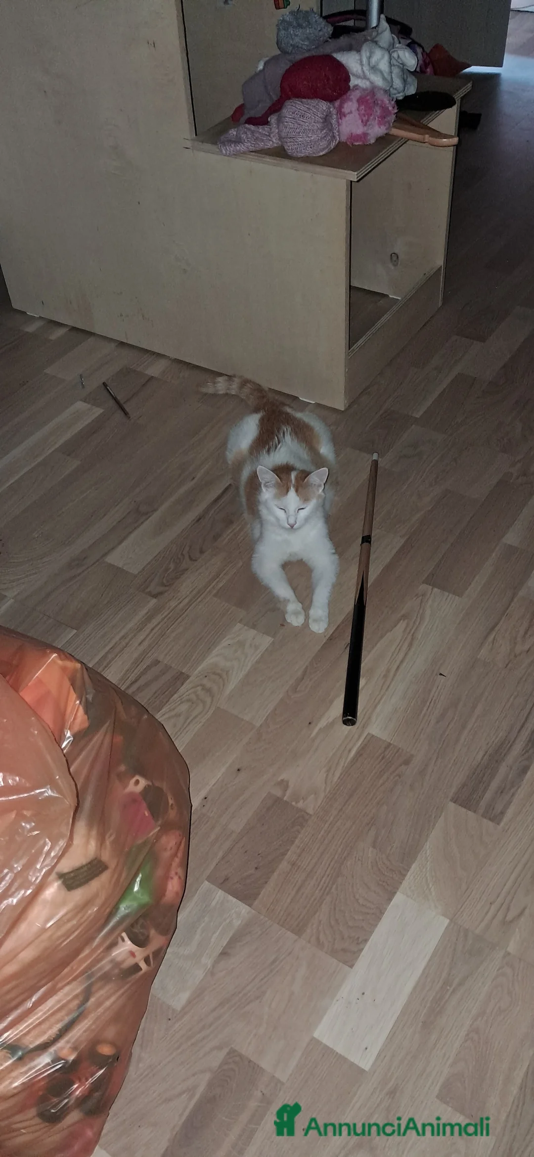 Europeo gatti in regalo: Regalo gattini  a Provincia di Bergamo - Annuncio 2