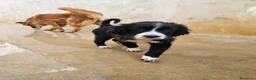 Meticcio cani in regalo: Martina: cucciola taglia media contenuta  - Annuncio 10