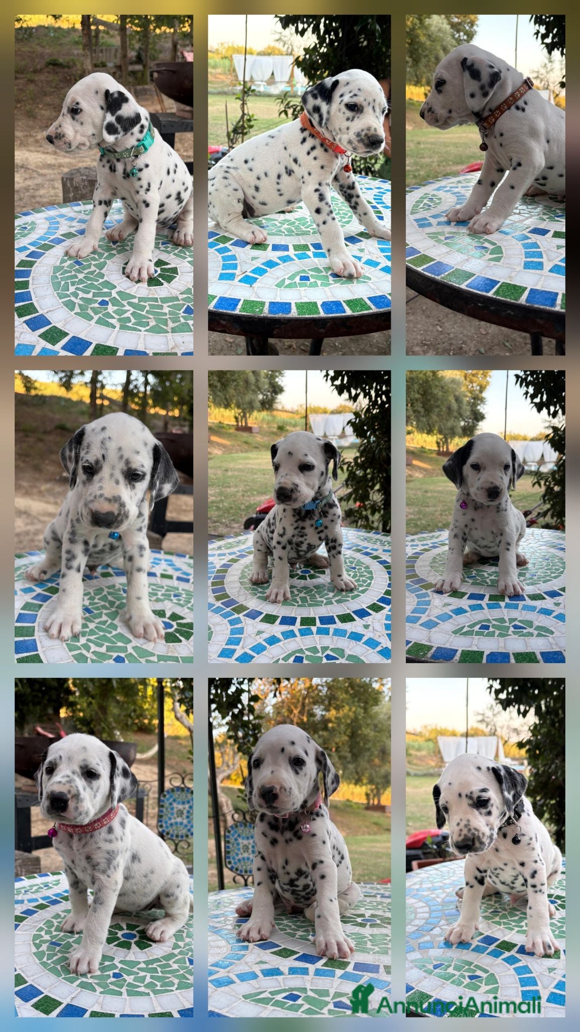 Dalmata cani Cuccioli di Dalmata - Annuncio 31