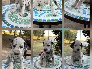 Dalmata cani Cuccioli di Dalmata - Annuncio 31