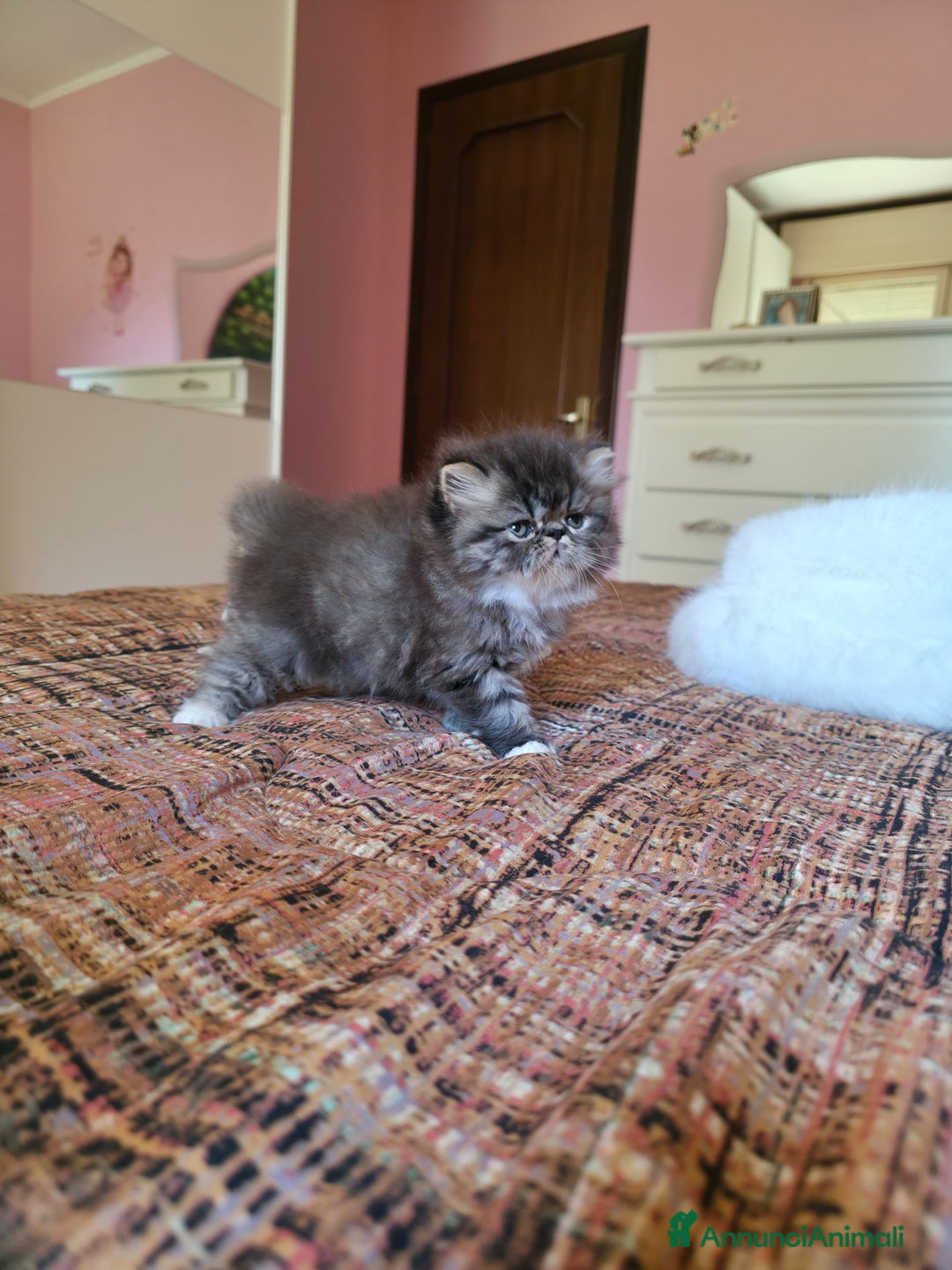 Persiano gatti in vendita: Gattini persiani a Provincia di Padova - Immagine 11