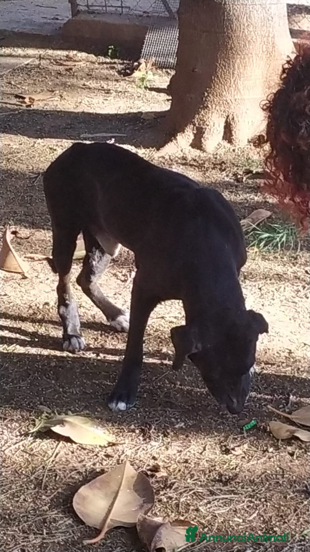 Meticcio cani in regalo: NEANCHE UNA RICHIESTA PER QUESTO NONNINO!?!? - Annuncio 4