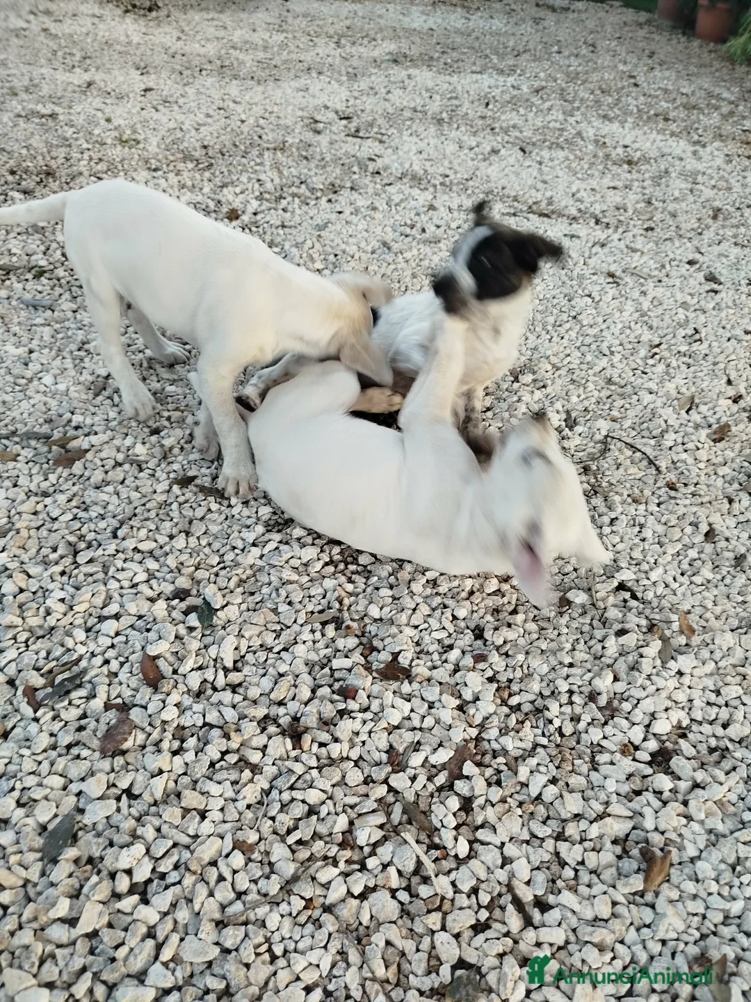 Meticcio cani in regalo: Cuccioli - Annuncio 3