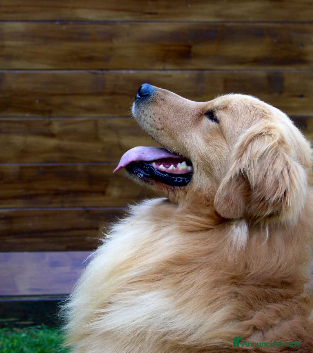 Golden Retriever cani in vendita: Cucciolata 100% americana  - Annuncio 13