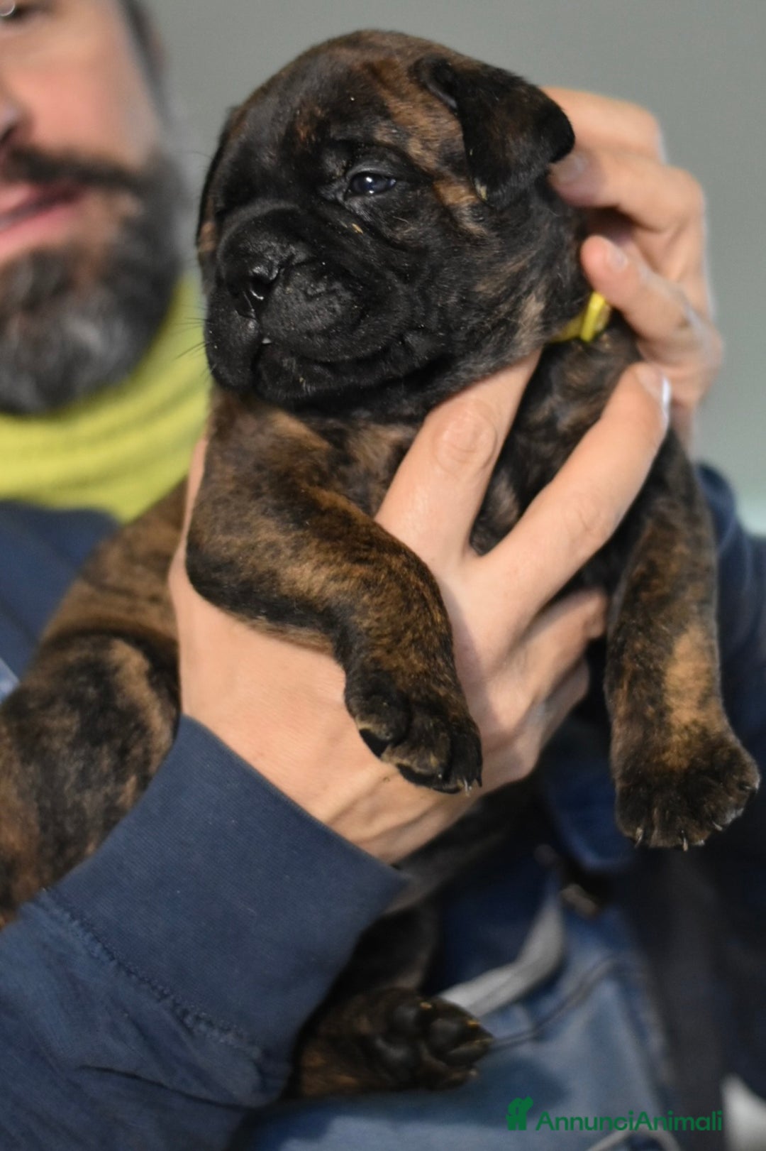 Bullmastiff cani in vendita: CUCCIOLI BULLMASTIFF - Annuncio 8