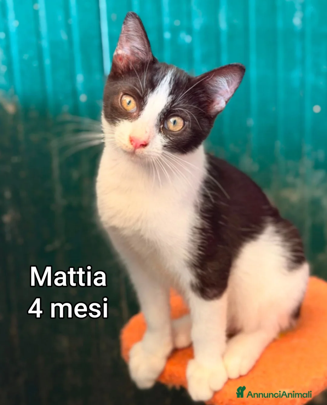 Altre razze gatti in regalo: SERVONO ADOZIONI X SALVARLI a Provincia di Modena - Annuncio 2