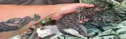 Meticcio gatti in vendita: Gattini Millefiori mix Bengal  - Annuncio 20