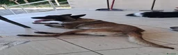 Pastore Belga cani in regalo: Lello Pastore Malinois ottimo carattere - Annuncio 2