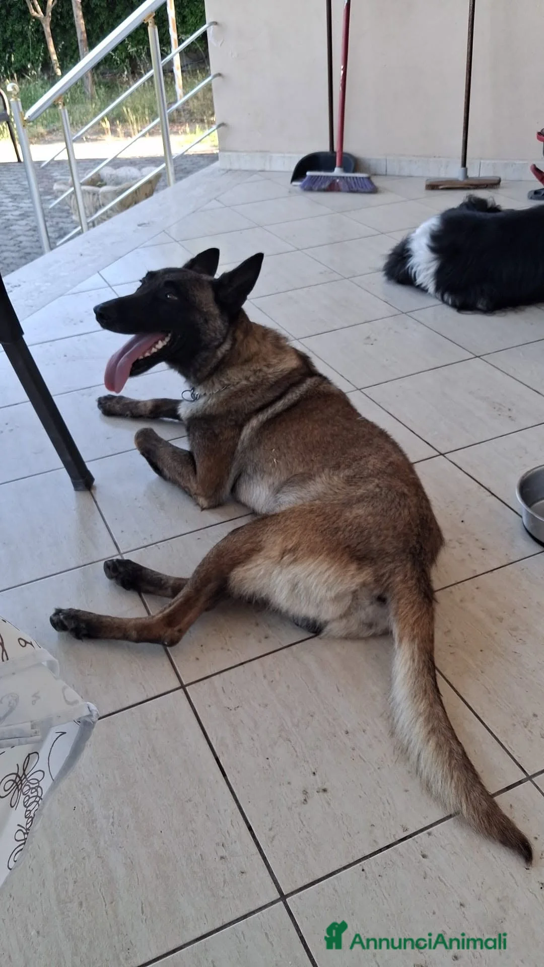 Pastore Belga cani in regalo: Lello Pastore Malinois ottimo carattere - Annuncio 2