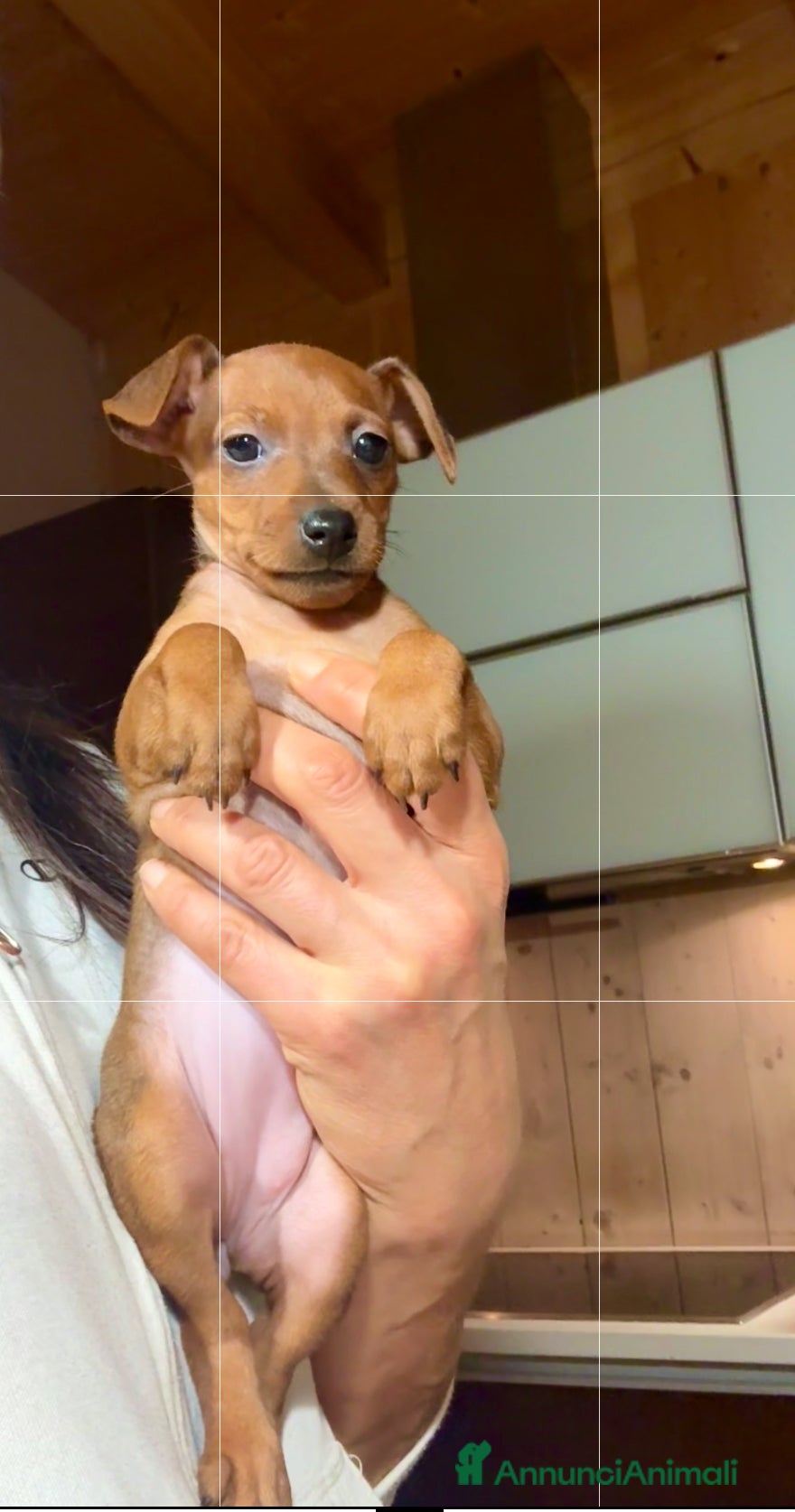 Pinscher Miniatura cani Meravigliosa cucciola rosso cervo  - Annuncio 1