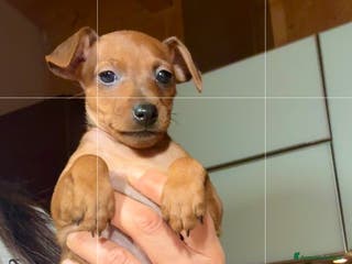 Pinscher Miniatura cani Meravigliosa cucciola rosso cervo - Annuncio 1