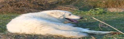 Pastore Maremmano cani in vendita: Spettacolari cuccioli di Pastore Abruzzese  - Annuncio 3