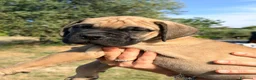 Bullmastiff cani in vendita: Bullmastiff cuccioli a Provincia di Pescara - Annuncio 3
