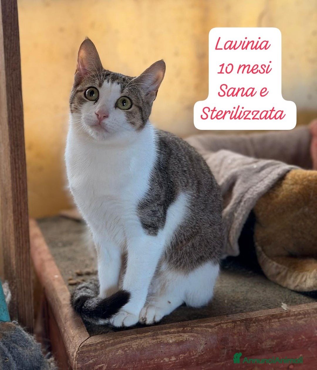 Altre razze gatti in regalo: Gattini desiderosi di trovare famiglia  - Annuncio 13