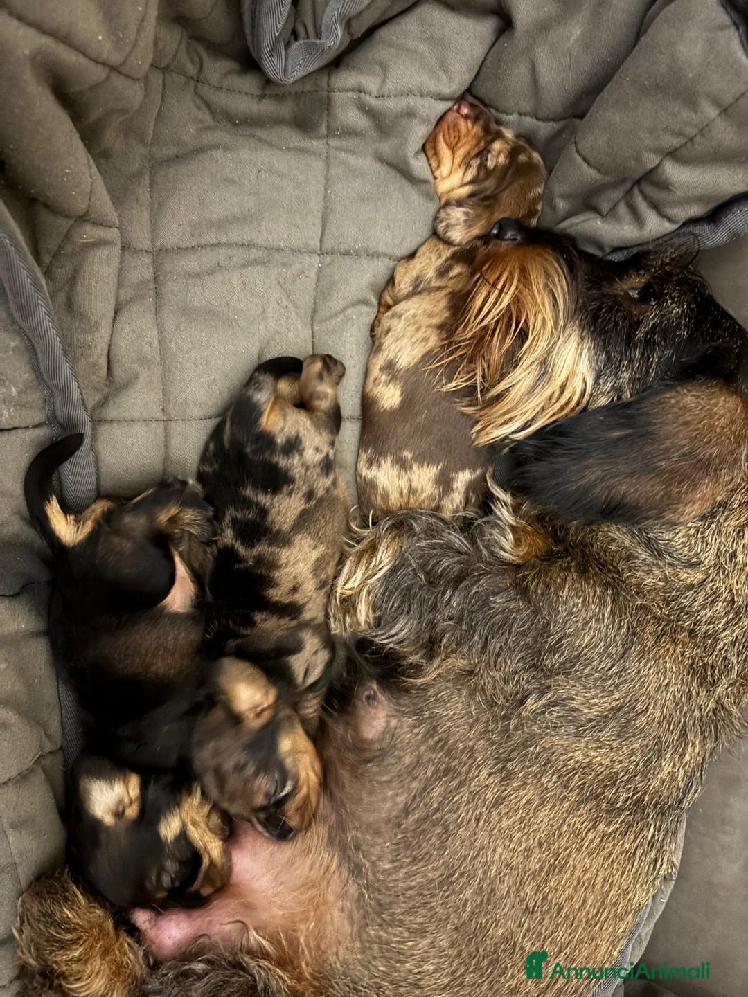 Bassotto cani in vendita: Bassotto Tedesco Nano a Pelo Duro - Annuncio 7