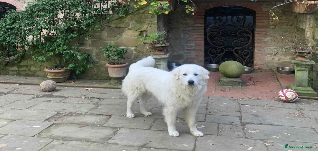 Immagine della galleria {{count}}