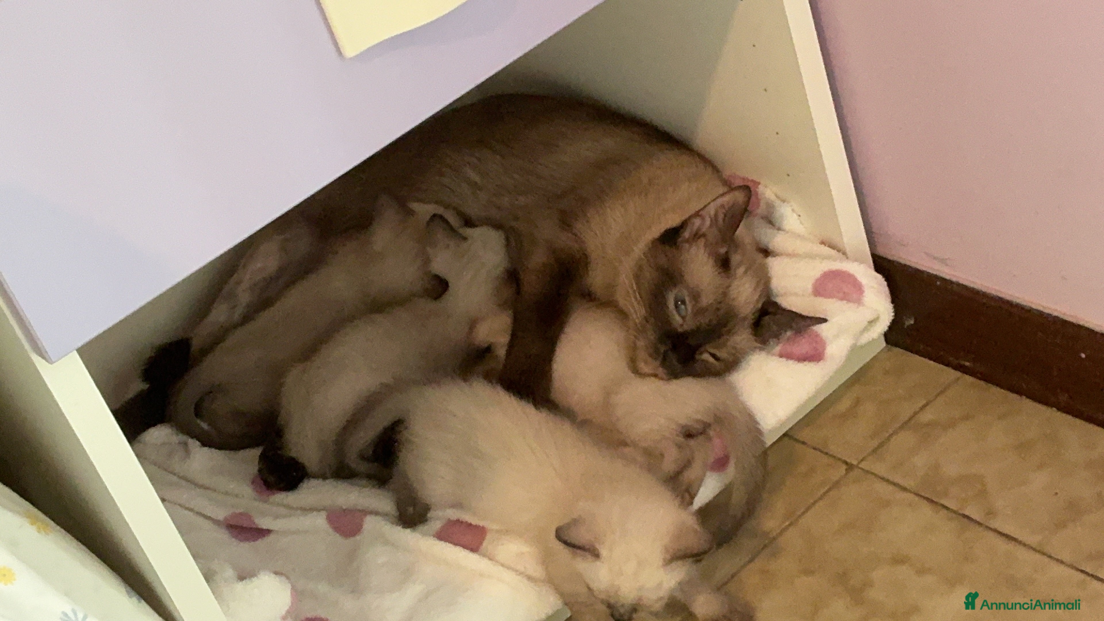 Siamese gatti Meravigliosi Cuccioli Siamesi (maschio e femmina) - Annuncio 6