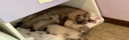 Siamese gatti in vendita: Meravigliosi Cuccioli Siamesi (maschio e femmina) - Annuncio 1