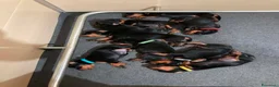 Pinscher Tedesco cani in vendita: Cuccioli di Pischer Tedesco - Annuncio 4